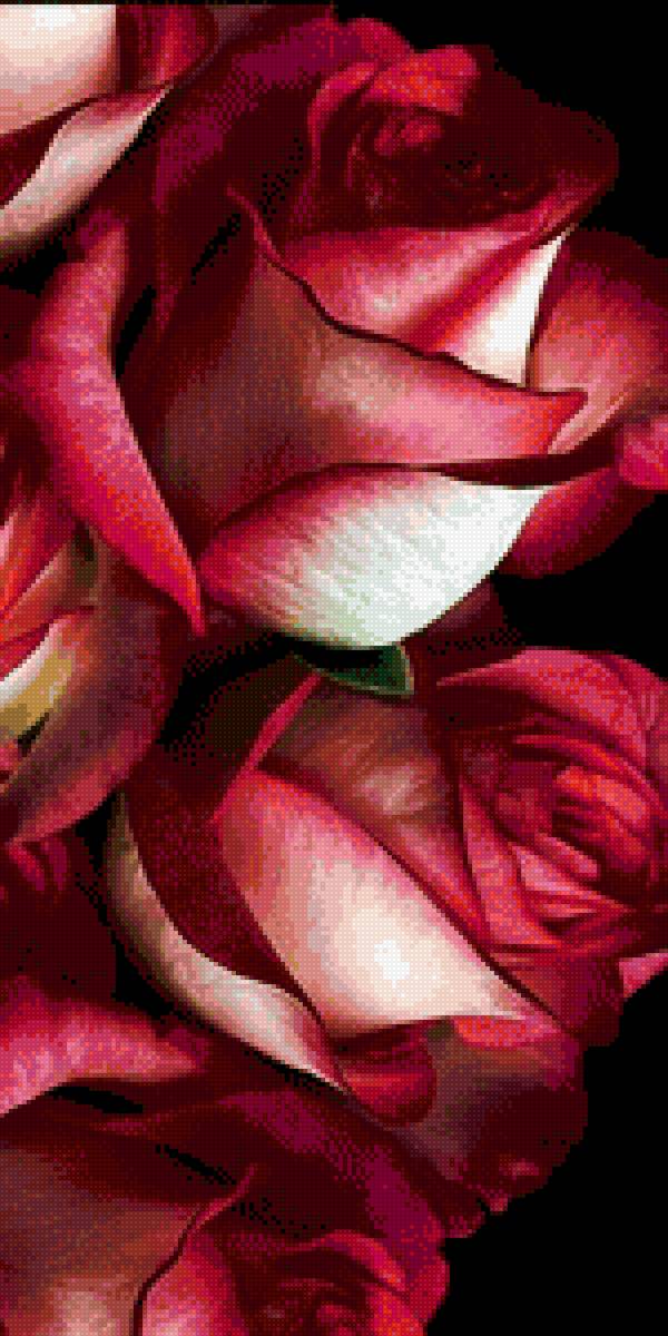 Розы - предпросмотр