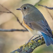 Схема вышивки «№2617395»