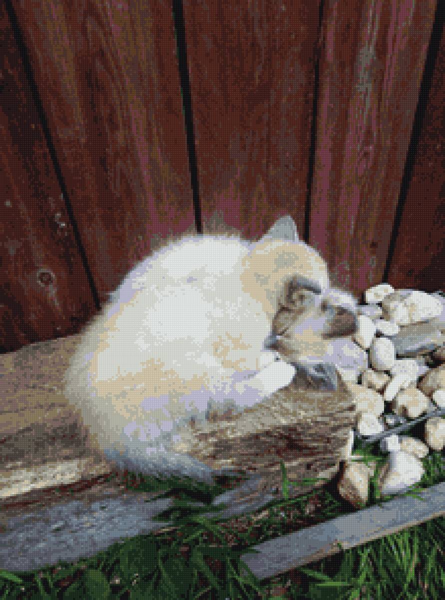 мои котята - мои, котята - предпросмотр