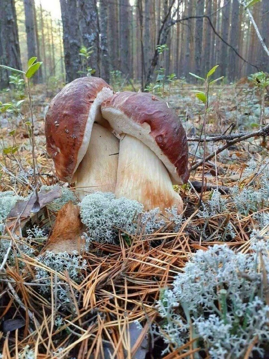 Боровички - грибы - оригинал