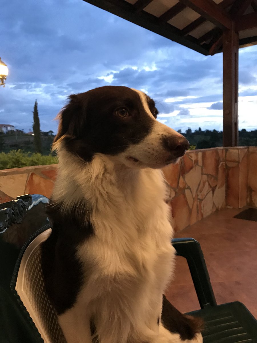 BORDER COLLIE - mascota - оригинал