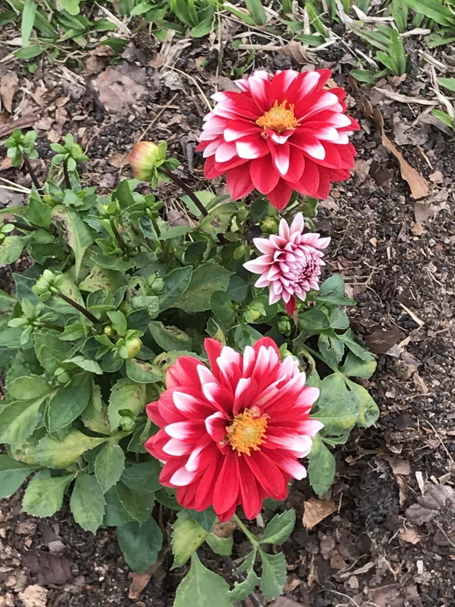 CLAVELES - flores - оригинал