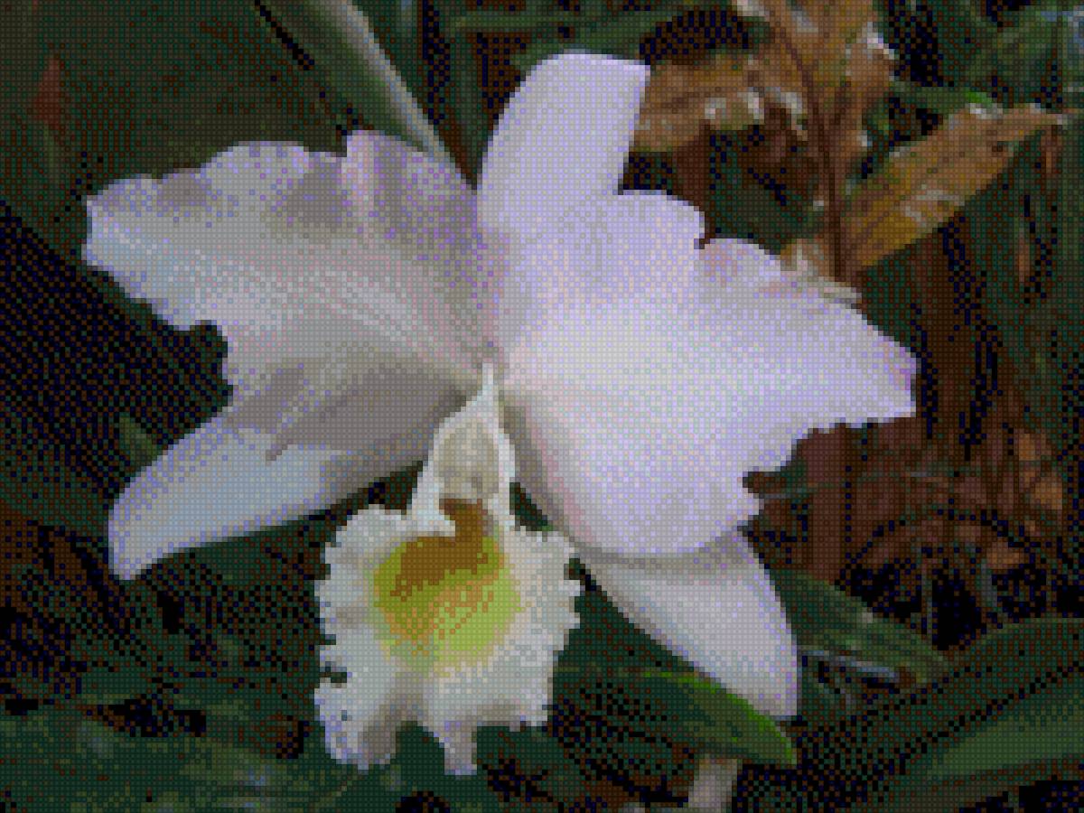 ORQUIDEA - flores - предпросмотр