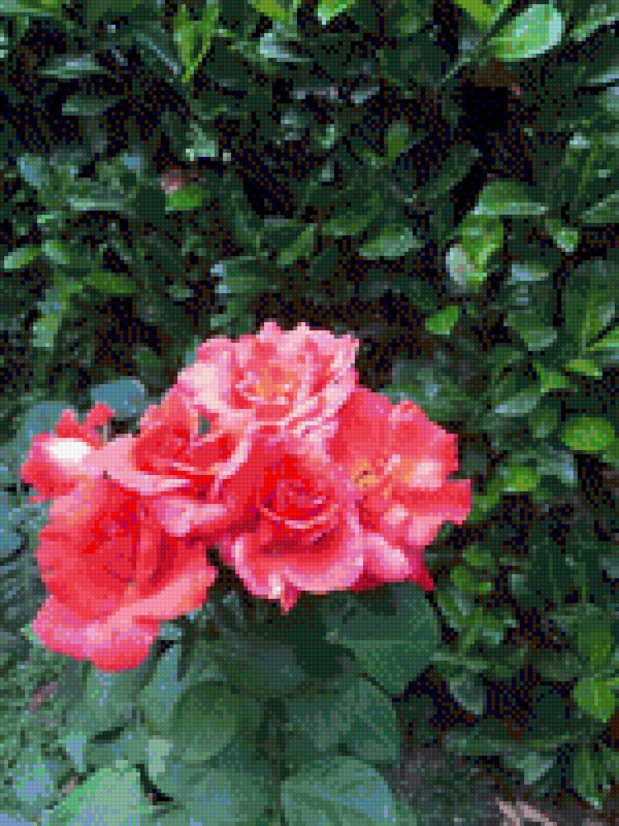 ROSAS - flores - предпросмотр