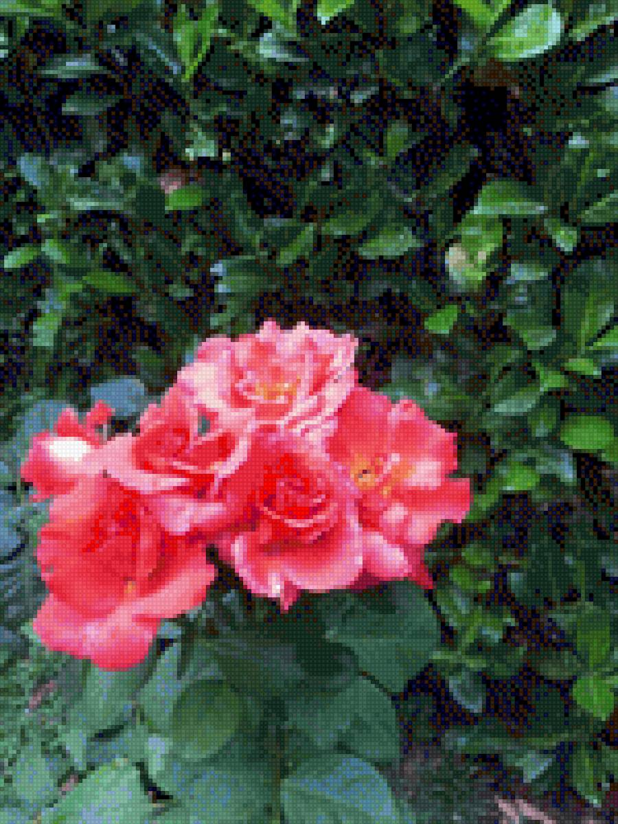 ROSAS - flores - предпросмотр