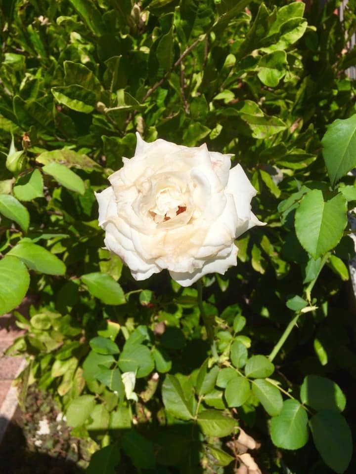 ROSA BLANCA - flores - оригинал