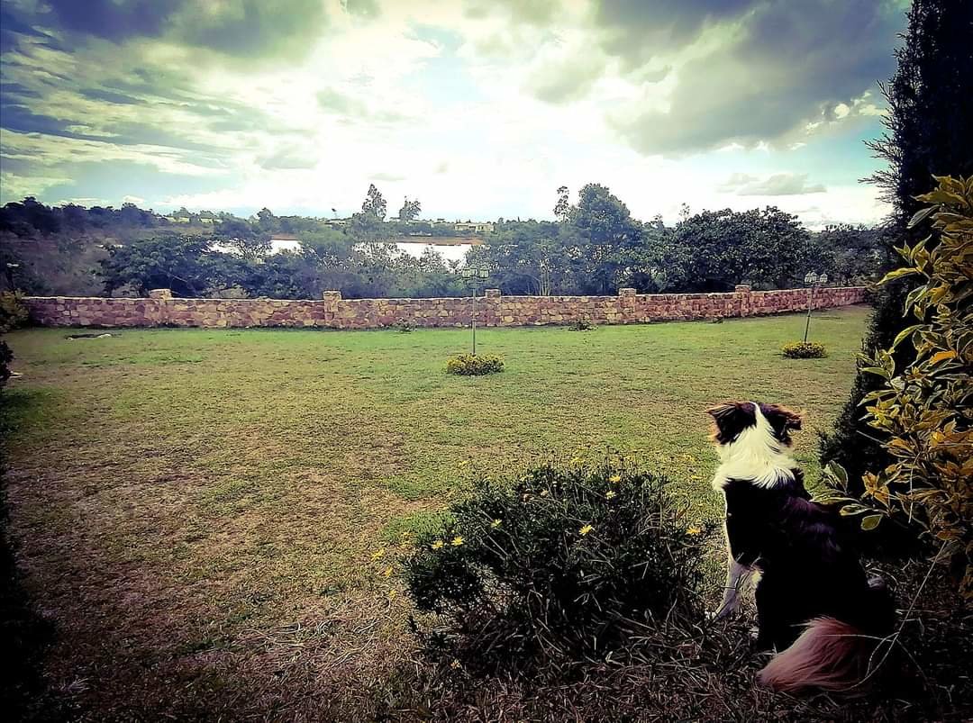 BORDER COLLIE - mascota - оригинал