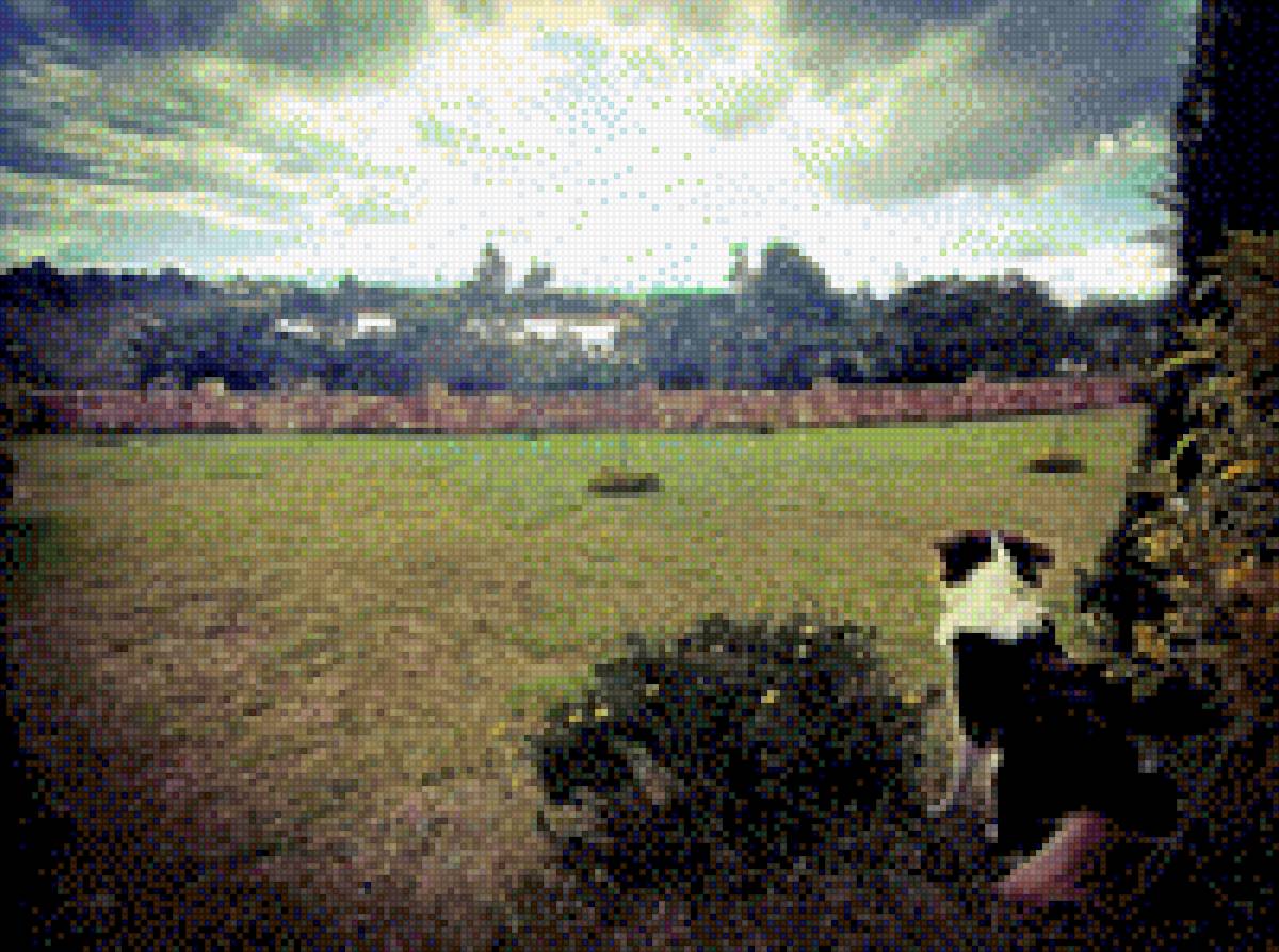 BORDER COLLIE - mascota - предпросмотр