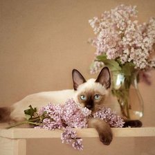 Схема вышивки «Сиам и сирень»