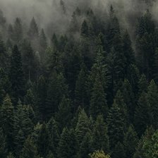 Хвойный лес