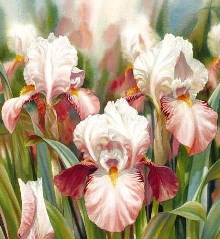 Ирисы - цветы - оригинал