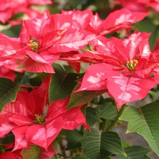 Схема вышивки «№2621968»