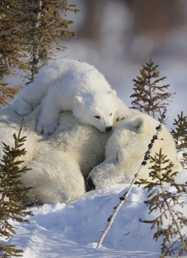 Белые медведи - любовь, медведи, зима, снег - оригинал