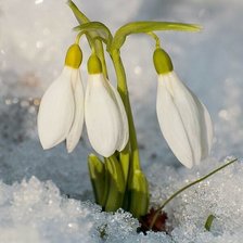 Схема вышивки «№2624027»