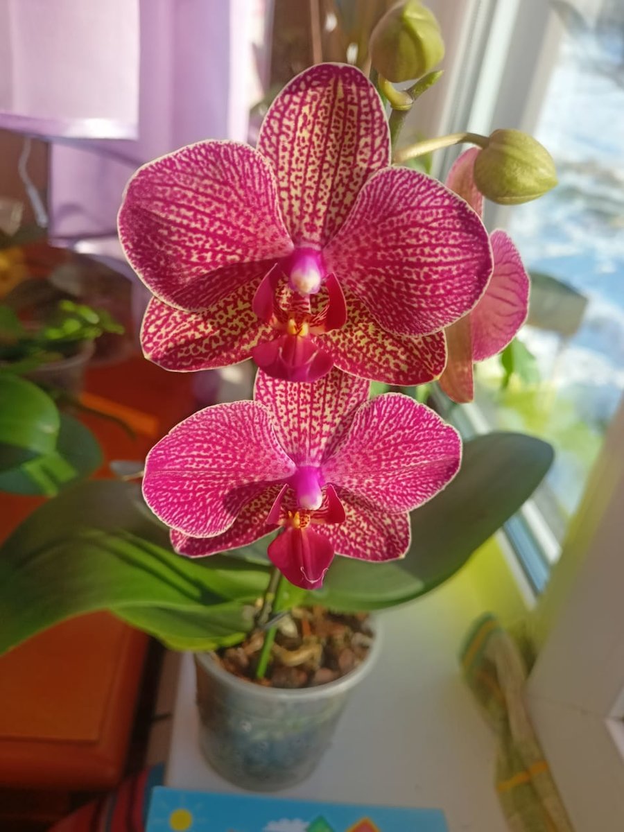 Орхидея - цветок в вазе, цветы - оригинал