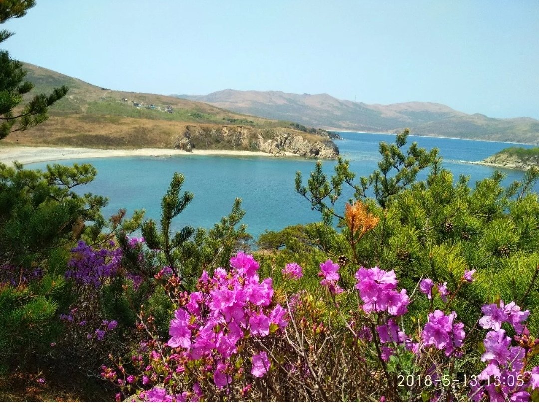 Природа - деревья, сакура, море, небо, природа - оригинал