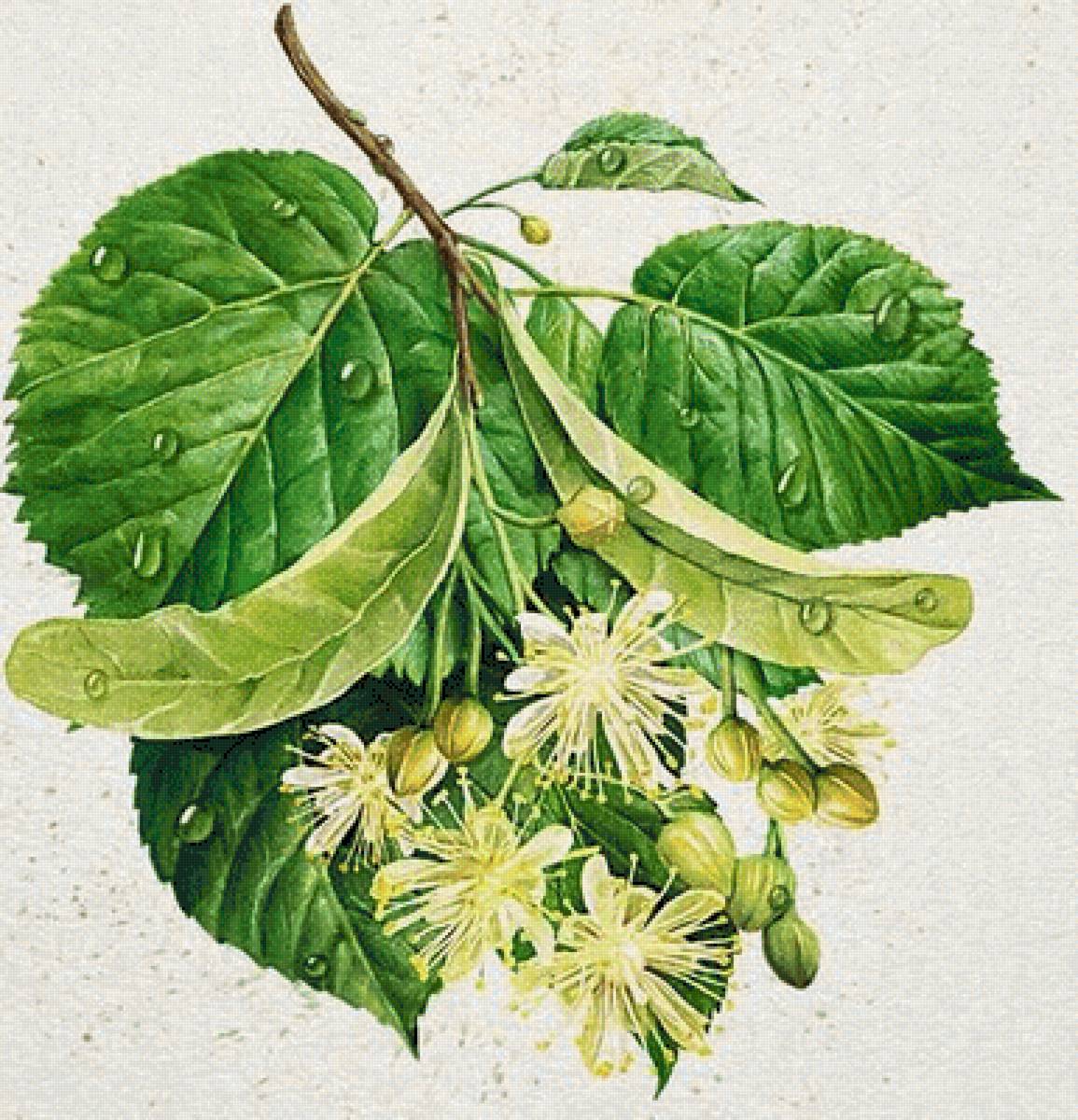 №2624930 - предпросмотр