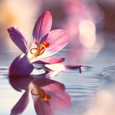 Схема вышивки «№2625176»