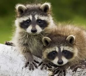 Еноты - животные - оригинал