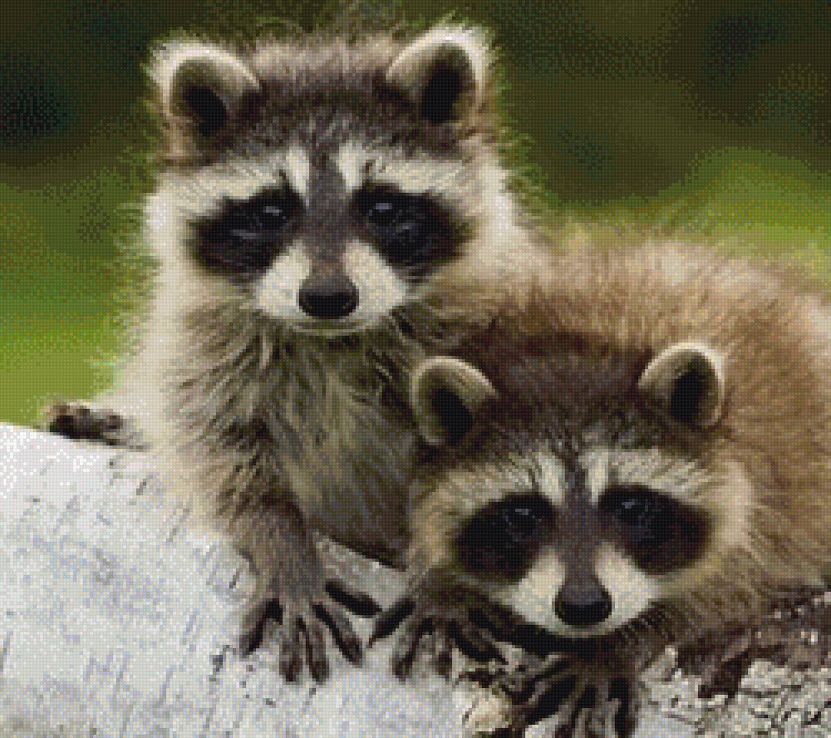 Еноты - животные - предпросмотр