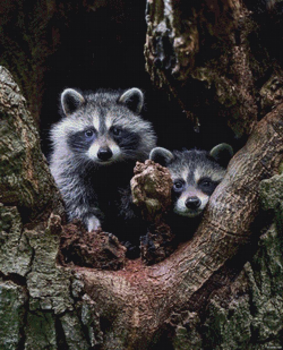 Еноты - животные - предпросмотр