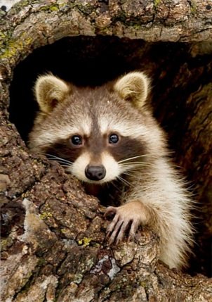 Енот - животные - оригинал