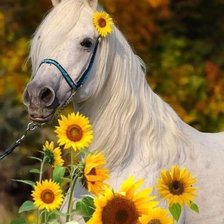 Схема вышивки «№2626909»