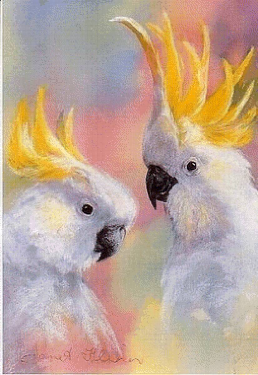 Попугаи - попугаи - предпросмотр