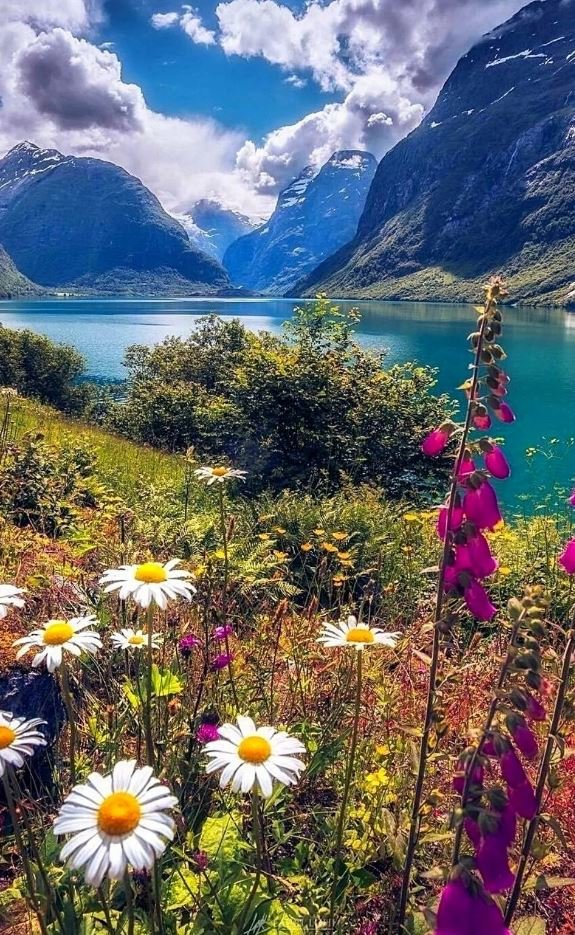 утро в горах - ромашки, горы, утро, цветы - оригинал