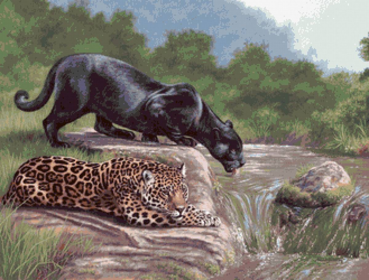 Работы с дикими животными. Пантера и леопард. Пантера Пардус. Пантера это леопард или Ягуар. Леопард меланист.