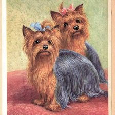 Схема вышивки «Йорки»