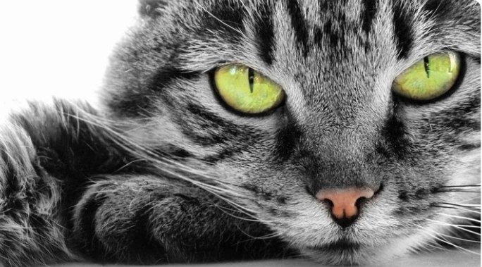 Котик - кот, животные, мордашка, милый - оригинал