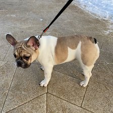 Схема вышивки «Голд Спарта от ШанНор. Щенку 6 мес.»