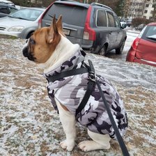 Схема вышивки «Геллер Симба.»