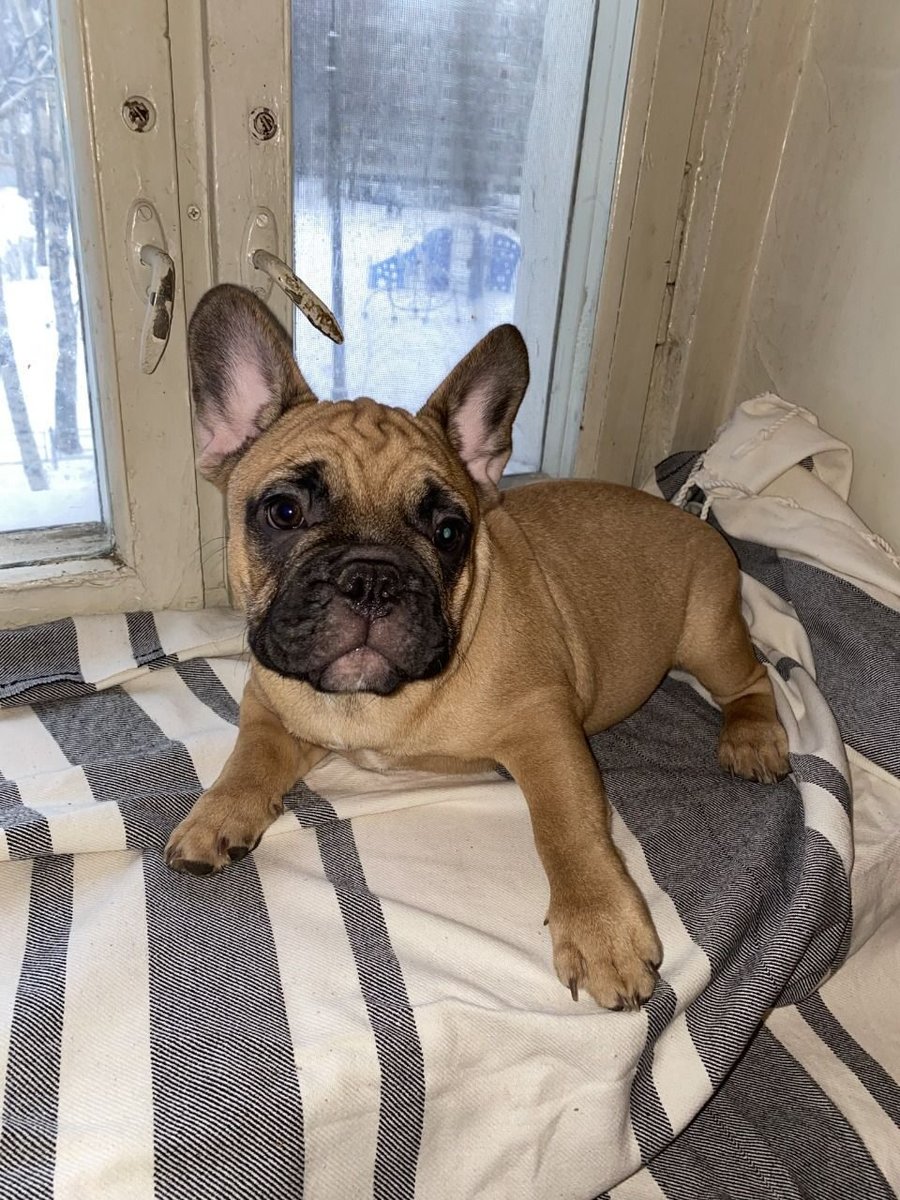 Мои французята. - оригинал