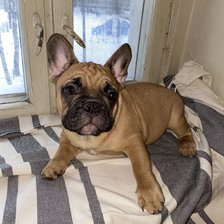 Схема вышивки «Мои французята.»