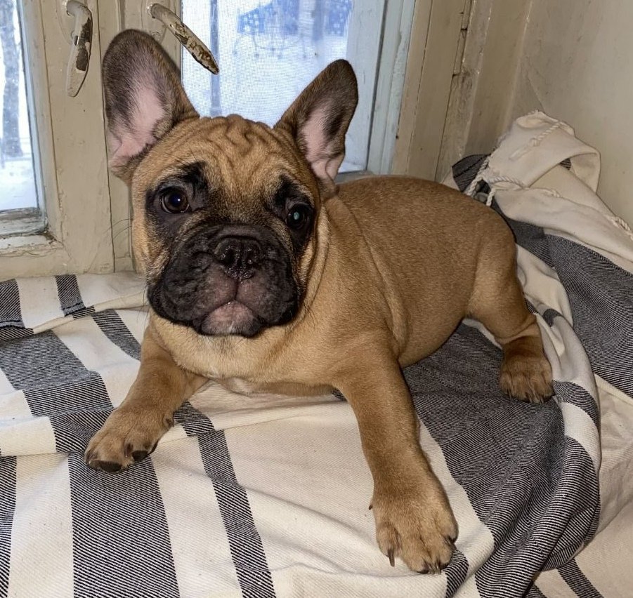 Гарфилд Беньвенью - оригинал