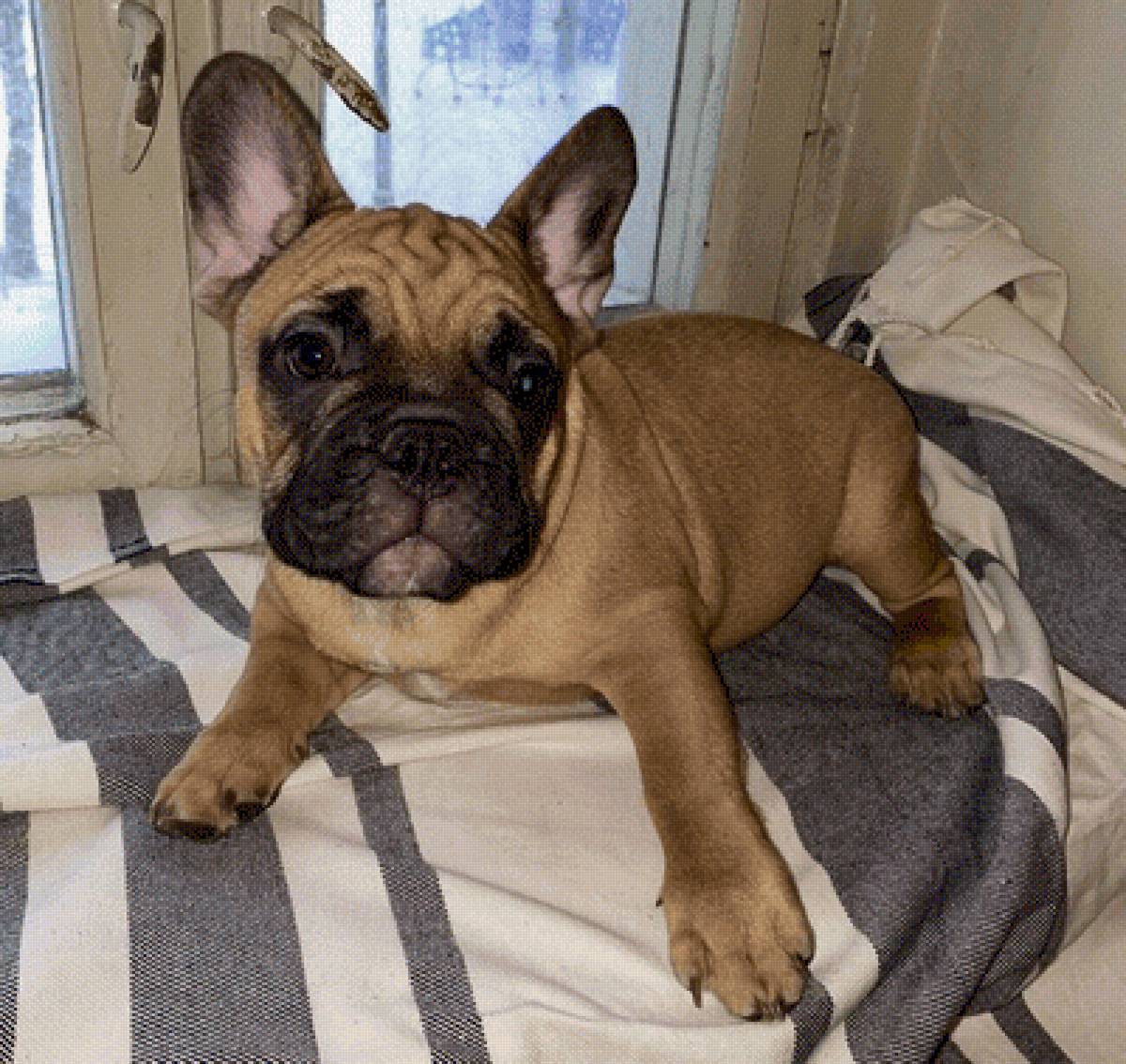 Гарфилд Беньвенью - предпросмотр