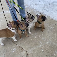 Схема вышивки «Мои французята.»