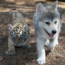 Схема вышивки «№2628894»