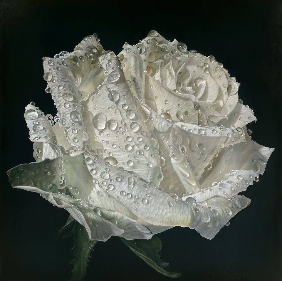 Роза - роза, цветы - оригинал