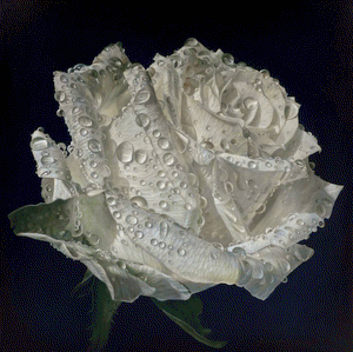 Роза - цветы, роза - предпросмотр