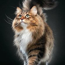 Схема вышивки «Мой кот»