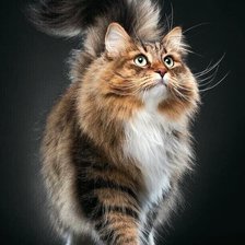 Схема вышивки «Мой кот»