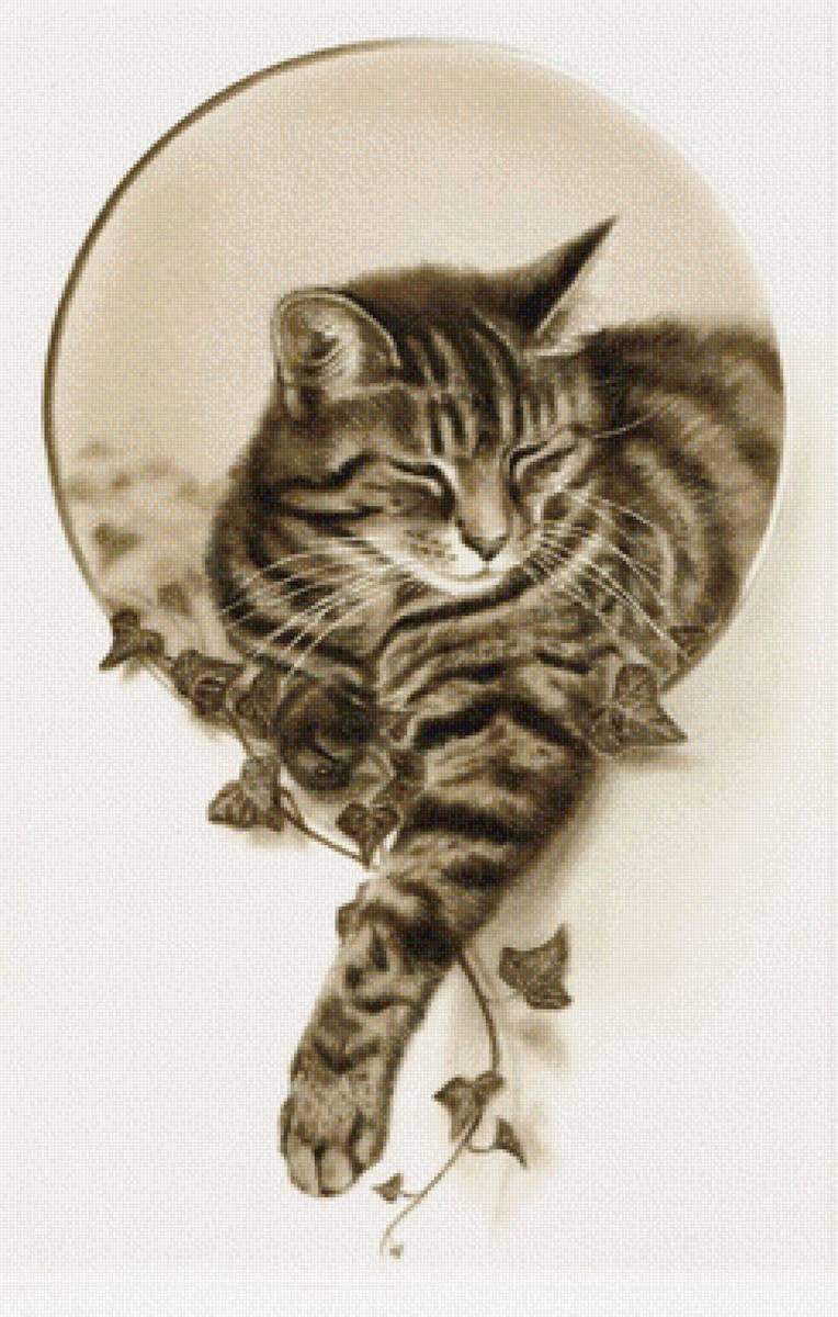 Кот - кот - предпросмотр