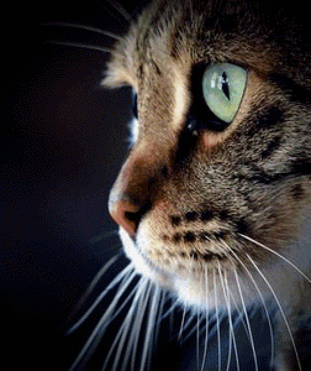 Кот - кот - предпросмотр