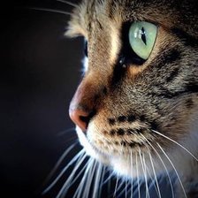 Схема вышивки «Кот»