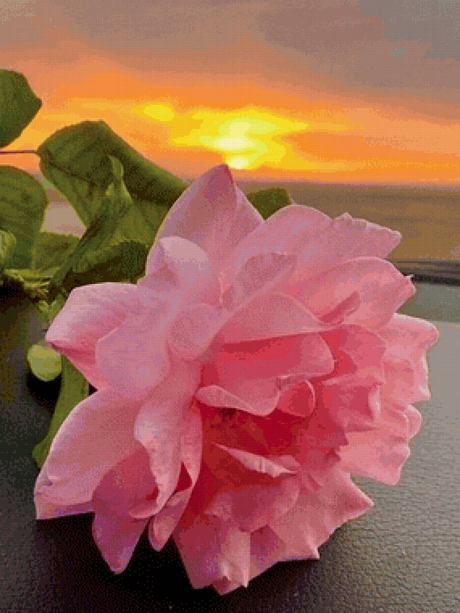 Роза - роза - предпросмотр