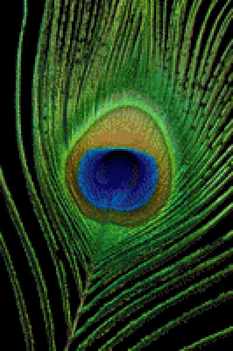 Перо павлина - перо, павлин - предпросмотр