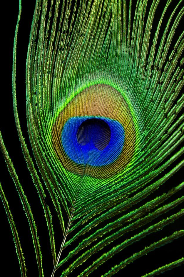 Перо павлина 2 - перо, павлин - оригинал